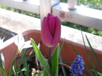 tulip01
